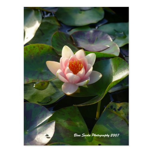 Water Lilly Postcard