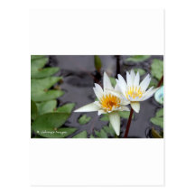 Water Lilly Postcard