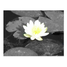 water lilly postcard