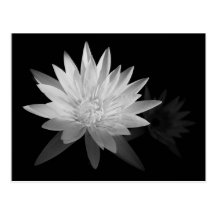 Water Lilly Postcards