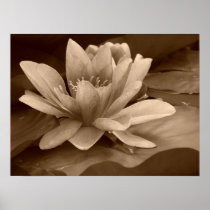 Water Lilly Poster