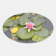 Water Lilly Sticker