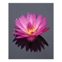 Water Lily 20" x 16" Photo Print