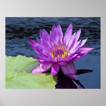 Water Lily 24" x 18" Poster