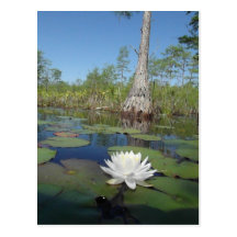 Water Lily 2 Postcards