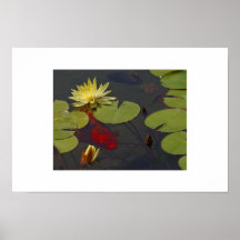 Water Lily and Coi Posters
