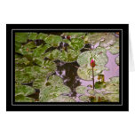 Water Lily and Lily Pads Card