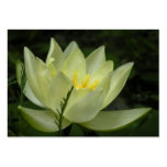 Water Lily ATC Card Business Card