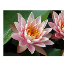 Water Lily Beauty Post Cards