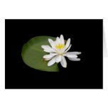 Water Lily Cards