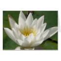 Water Lily cards