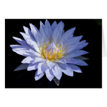 Water Lily Card