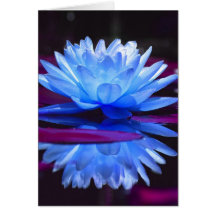 Water Lily Dream Card