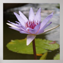 Water Lily Flower Print