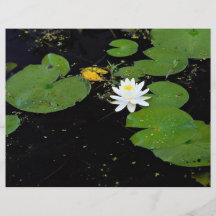 Water lily, Ile du Marais, Ste-Catherine-de-Hatley Full Color Flyer