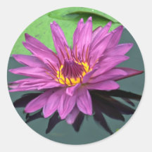 Water lily in full bloom stickers
