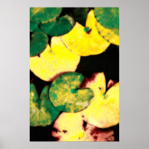 Water lily leaves