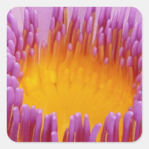 Water Lily Macro Sticker
