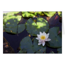 Water Lily Note Card