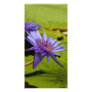 Water Lily Photo Card