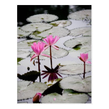 Water lily post card