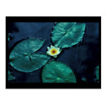 Water Lily Post Cards