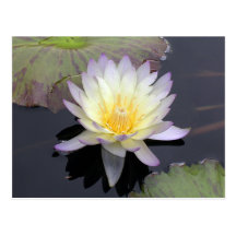 Water Lily Post Cards