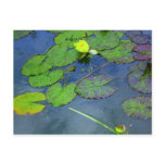 Water Lily Postcard