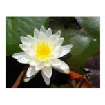 Water Lily Postcard