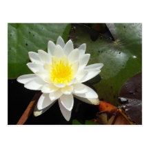 Water Lily Postcard