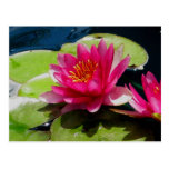 Water Lily Postcard