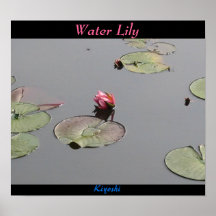Water Lily Poster