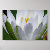 Water Lily Poster