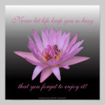 Water Lily posters