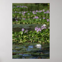 Water Lily Poster