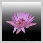 Water Lily posters
