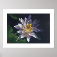 Water Lily Poster