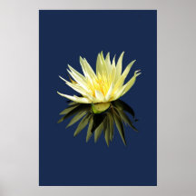 Water Lily Poster