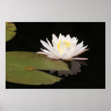 Water Lily Print