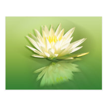 Water Lily Reflection Postcard