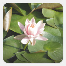 Water Lily Square Sticker