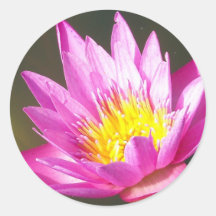 Water Lily Sticker