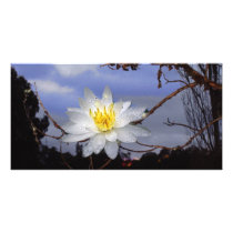 Water Lily Sunrise Card Personalized Photo Card