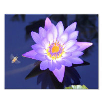 Water Lily with Bee 8" x 10" Photograph