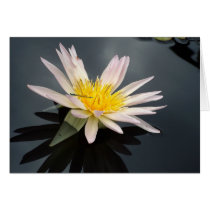 Water Lily with Dragonfly Greeting Card