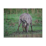 Waterbuck in Kruger Postcards