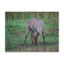 Waterbuck in Kruger Postcards