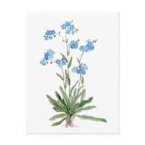 Watercolor  drawing of Forget-me-not Flower Postcards