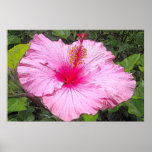 Watercolor Hibiscus Print