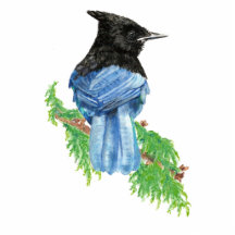 Watercolor Stellar Jay, Bird, Nature Collection Photo Cut Outs